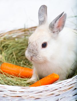 Beautiful rabbit with carrot on the hay