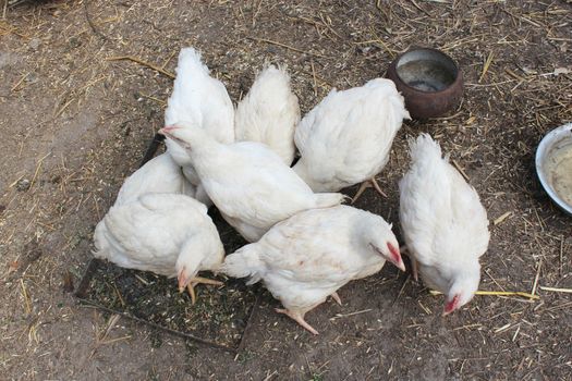 image of hens walk on a court yard