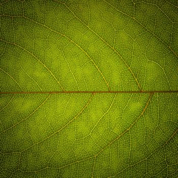 Abstract green leaf texture for background 