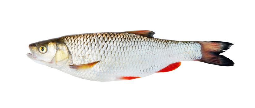 chub, isolated over white
