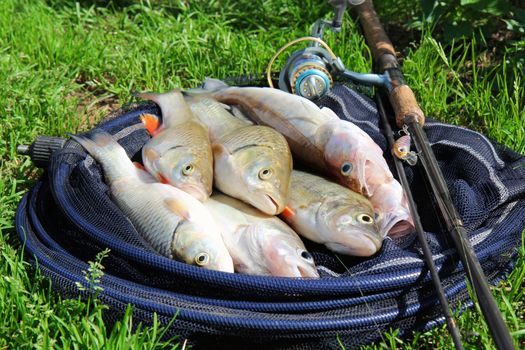 fishing catch on the grass and fishing gear
