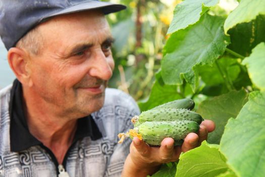 several cucumber in a hand of farmer