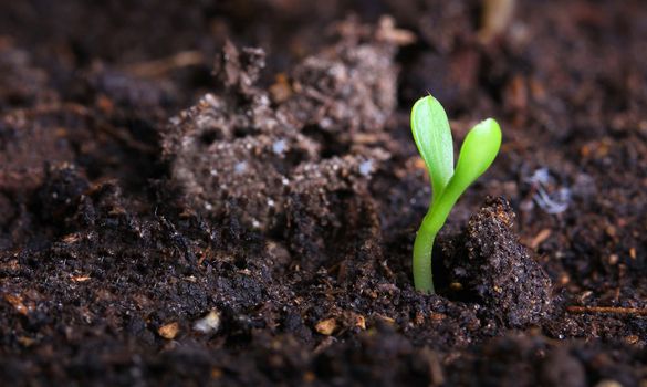 small green seedling in the ground