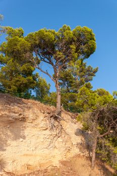 Tree growing from a cliff in Croatia.