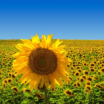 A big sunflower standing on a field of sunflowers, in the south of France.