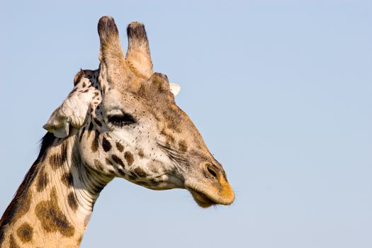 Close up of a giraffe, in Massai Mara, Kenya.