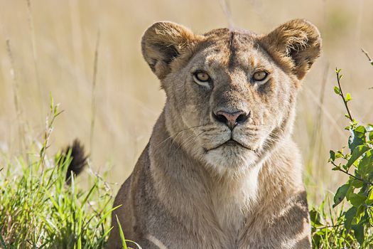Portrait of a lioness in the savannah in Massai Mara, Kenya. Scientific name: Panthera Leo.