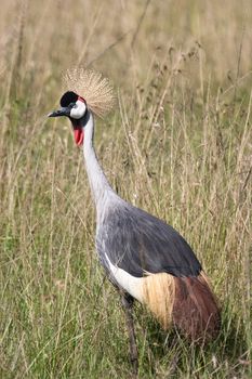 Crowned Crane in the African Savannah. Massai Mara, Kenya