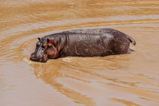 Hippo at the Hippo Pond in Massai Mara, Kenya.