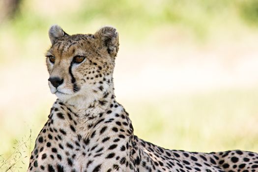 Cheetah portrait in Massai Mara, Kenya.