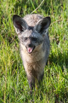 Bat eared fox in Massai Mara, Kenya.