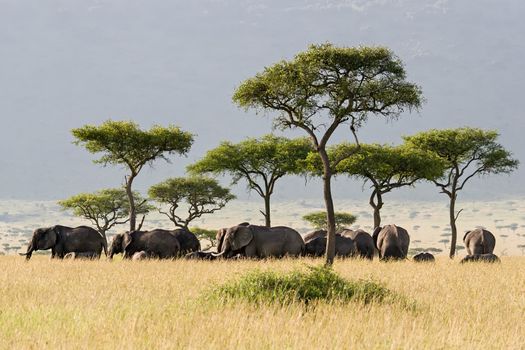 Elephant herd walking through the Savannah in Massai Mara, Kenya.