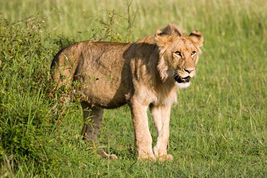 Young Lion in the Savannah in Massai Mara, Kenya.