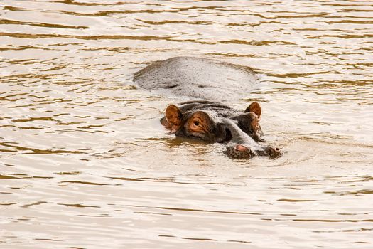 Hippo at the Hippo Pond in Massai Mara, Kenya.