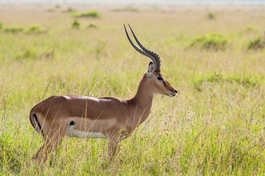 Photo of an Impala in the Massai Mara Savannah, Kenya. Scientific name: Aepyceros melampus