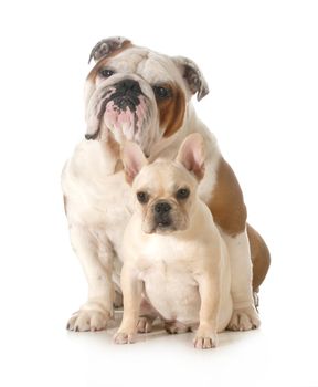 french and english bulldogs sitting looking at viewer isolated on white background