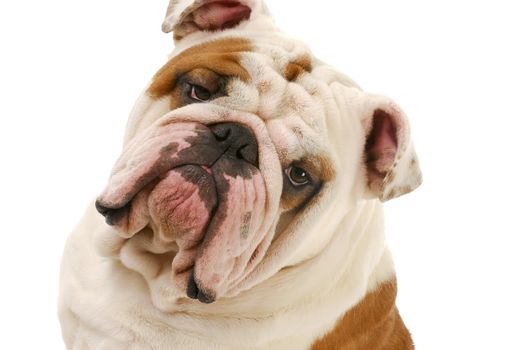 english bulldog head portrait on white background