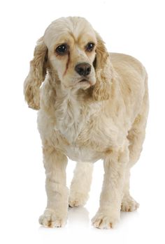 senior dog - american cocker spaniel senior standing on white background