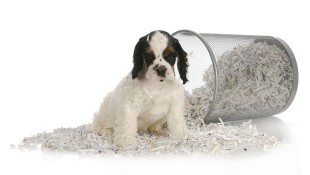 puppy sitting in recycled paper - american cocker spaniel puppy - 8 weeks old