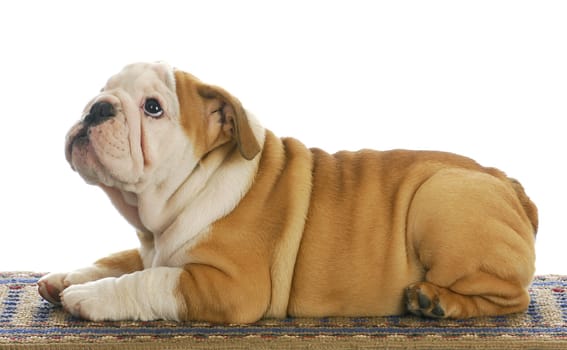 cute puppy - english bulldog puppy laying on carpet looking up - 10 weeks old