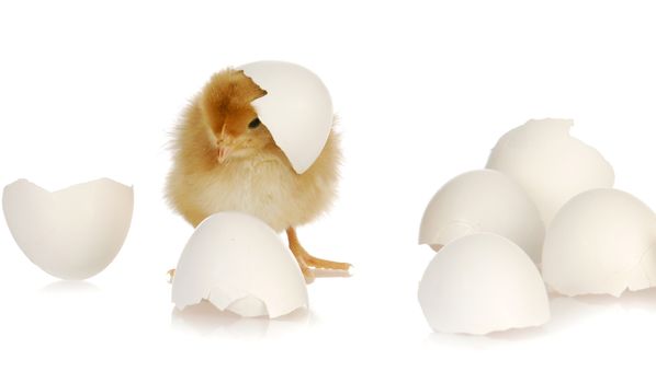 newborn yellow baby chicken isolated on white background