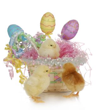 adorable chicks in colorful easter basket with reflection on white background