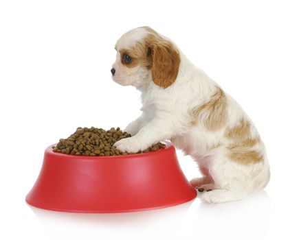 hungry puppy - cavalier king charles spaneil sitting with full bowl of dog food