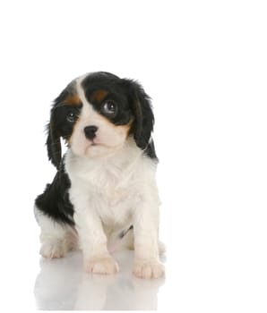 cute puppy - cavalier king charles spaniel puppy looking up out of corner of eyes - 7 weeks old