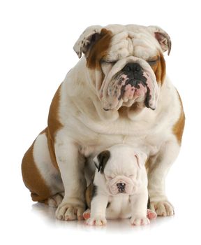 bulldog father and daughter with silly expression on white background