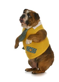bulldog wearing yellow shirt and tie standing up 