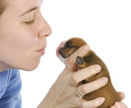 woman and newborn puppy - english bulldog puppy being nurtured - one week old