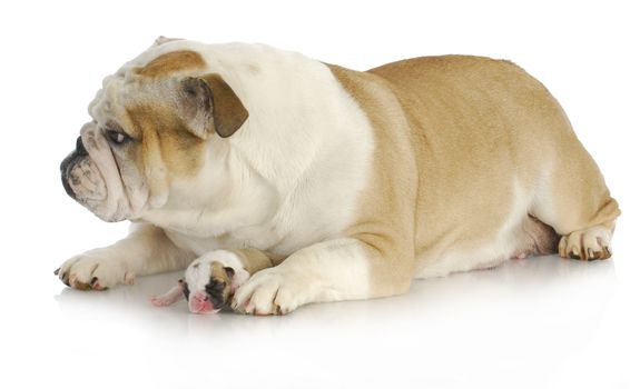 protective mother dog - english bulldog mother with one week old baby on white background