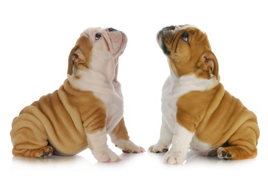 two puppies looking up - english bulldog puppies sitting looking upward
