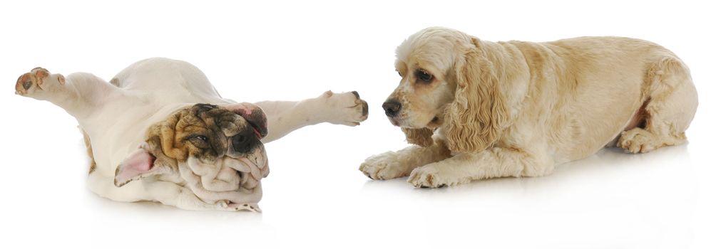 dogs playing - cocker spaniel and english bulldog laying on ground playing with reflection on white background