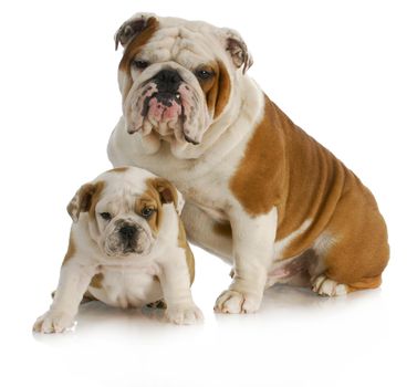 dog father and son - english bulldog father and son sitting looking at viewer on white background