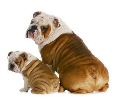 dog father and son - english bulldog father and son sitting with back to viewer on white background