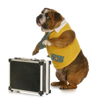 working dog - english bulldog wearing shirt and tie standing beside briefcase with reflection on white background