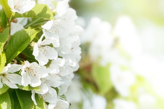 Blossoming apple garden in spring with very shallow focus background or backdrop use
