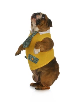 dog standing - english bulldog wearing yellow shirt and tie standing on hind legs looking up with reflection on white background