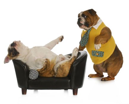 dog psychology - bulldog standing looking at another laying on a couch with reflection on white background