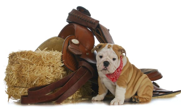 farm dog - english bulldog sitting beside bale of straw with saddle on white background