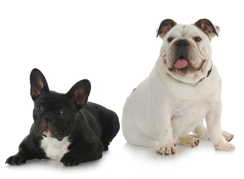 two dogs - english bulldog and french bulldog with reflection on white background