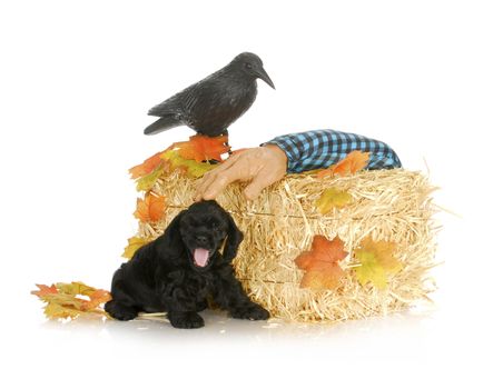 halloween puppy - american cocker spaniel puppy in autumn setting