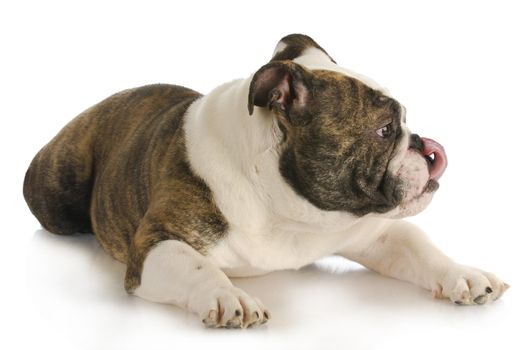  dog licking lips - english bulldog with tongue out licking lips - looking to the side