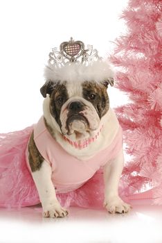 christmas princess - english bulldog wearing princess costume sitting beside pink christmas tree on white background