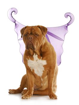 good dog - dogue de bordeaux wearing angel wings with reflection on white background