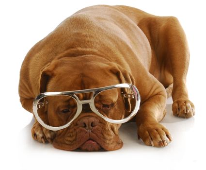 smart dog - dogue de bordeaux wearing large glasses 