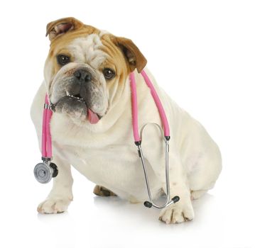 veterinary care - english bulldog with stethoscope around neck looking at viewer