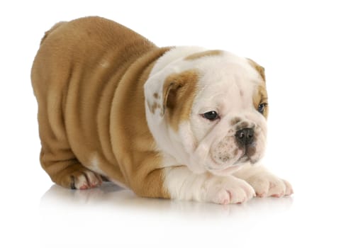 cute puppy - english bulldog puppy with bum in the air on white background - 6.5 weeks old