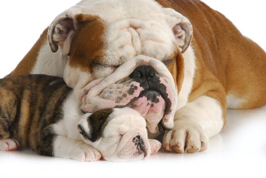 dog family - english bulldog father and daughter sleeping on white background